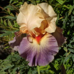 Location: My garden in Bakersfield, CA
Date: 2013-05-01