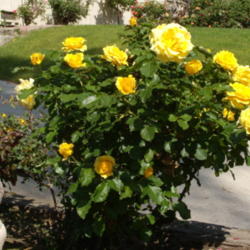 Location: My garden in Bakersfield, CA
Date: 2013-04-10