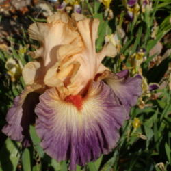 Location: My garden in Bakersfield, CA
Date: 2011-05-02