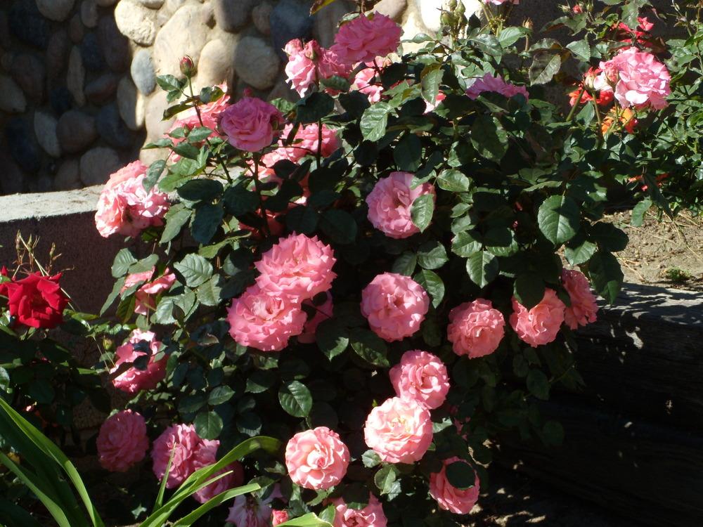 Photo of Rose (Rosa 'Pleasure') uploaded by Betja