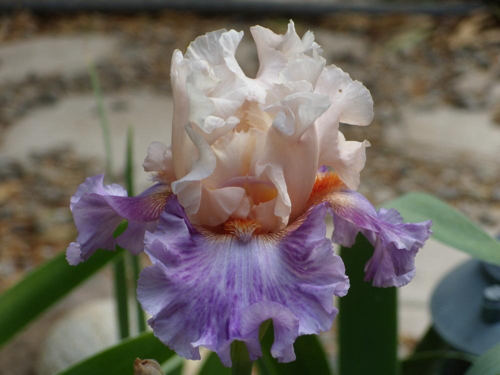 Photo of Tall Bearded Iris (Iris 'Devilicious') uploaded by Betja