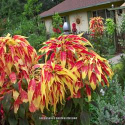 Location: DeLand, Florida
Date: 2011-07-12
This was one of my favorite garden years. Amaranthus are a staple