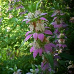 Location: DeLand Florida
Date: 2012-08-17
A close up of Spotted Horsemint, (Spotted Bee-Balm, Monarda punct