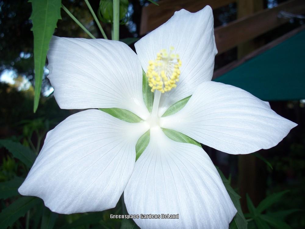 Photo of White Texas Star Hibiscus (Hibiscus coccineus 'Alba') uploaded by DavidofDeLand