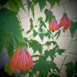 Location: DeLand, Florida
Date: 2011-09-29
Also called Red veined Indian Mallow;...this little beauty with h
