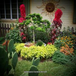 Location: DeLand, Florida
Date: 2013-06-01
These eyecatchers really bring the \"WoW\" factor to any garden. 