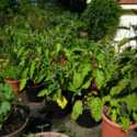 Grow Eggplants in Pots