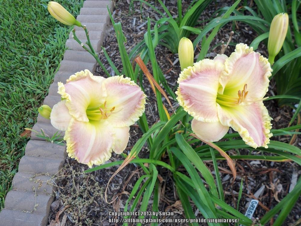 Photo of Daylily (Hemerocallis 'Walking in Beauty') uploaded by virginiarose
