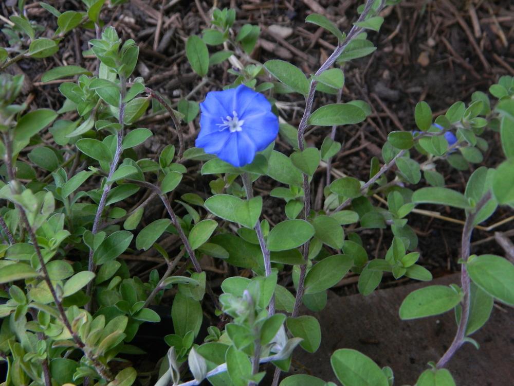 Photo of Blue Daze (Evolvulus glomeratus) uploaded by wildflowers