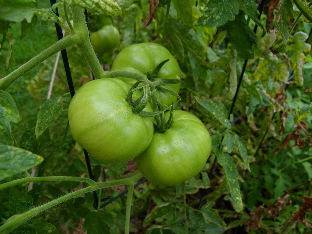 Photo of Tomato (Solanum lycopersicum 'Jet Star') uploaded by Newyorkrita