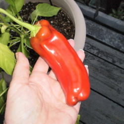 Location: Tennessee
Date: 2013-09-03
My favorite sweet pepper