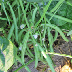 Location: My Vegetable Garden
Date: Late July 2013
Snap Beans Ready To Pick