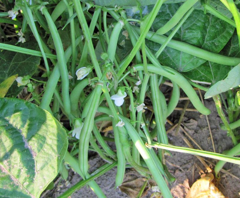 Photo of String Bean (Phaseolus vulgaris 'Strike') uploaded by TBGDN