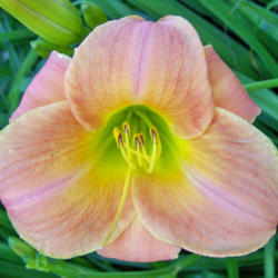 Location: My Gardens
Date: Friday, July 4, 2008
An Older Daylily: Worthwhile