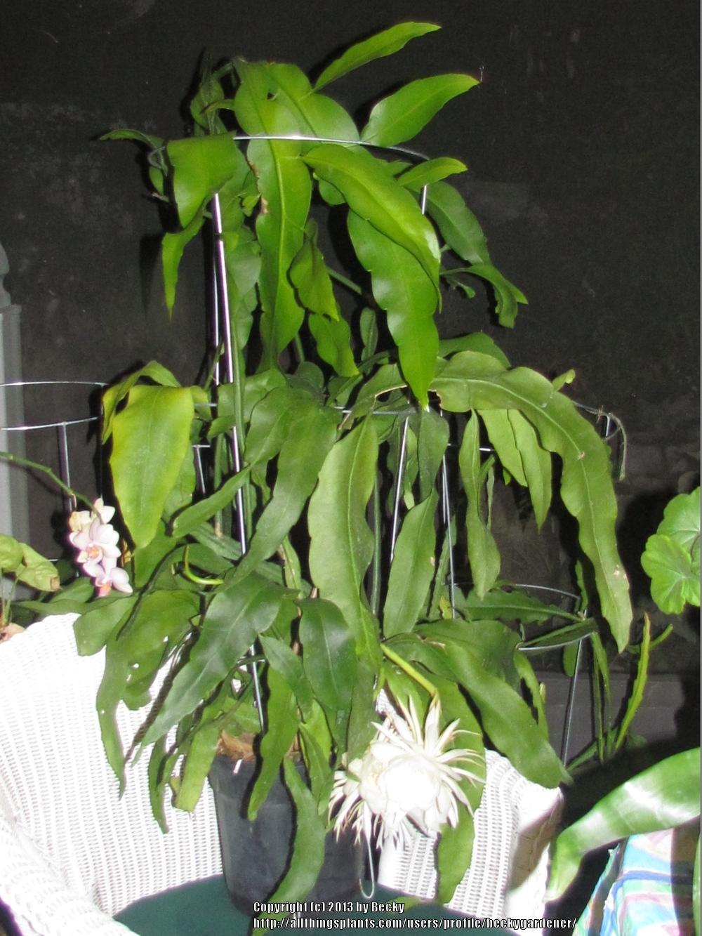 Photo of Queen of the Night (Epiphyllum oxypetalum) uploaded by beckygardener