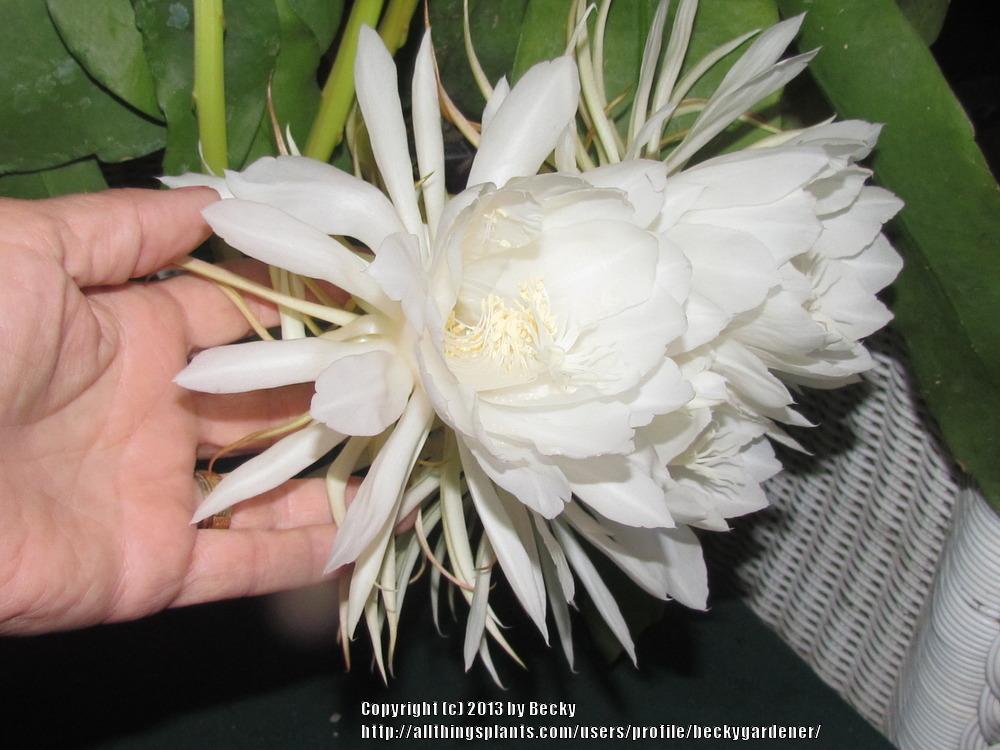 Photo of Queen of the Night (Epiphyllum oxypetalum) uploaded by beckygardener