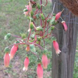 Location: Sebastian, Florida
Date: 2013-06-29
This sellovii has two-tone blooms.