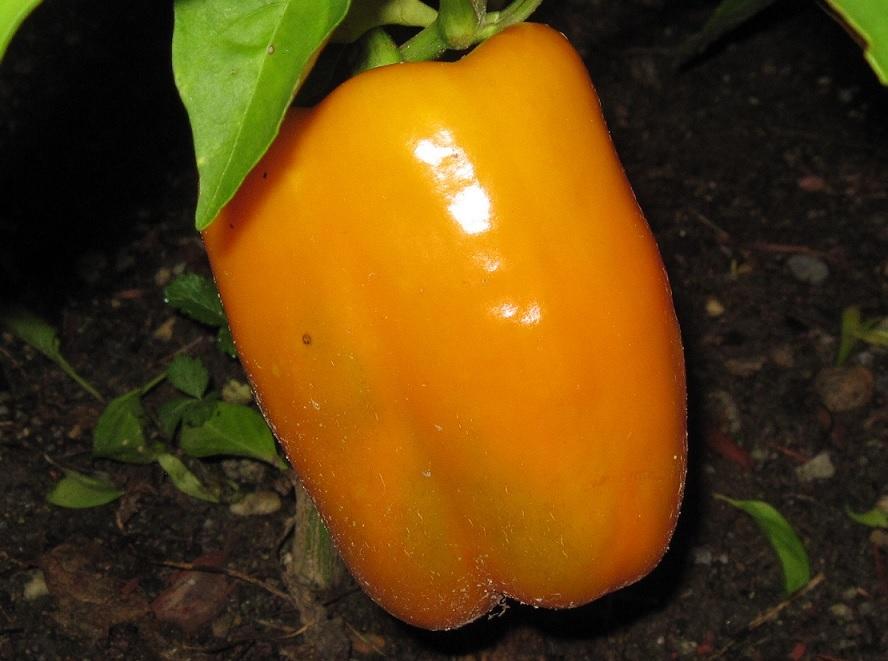 Photo of Bell Pepper (Capsicum annuum 'Early Sunsation') uploaded by robertduval14