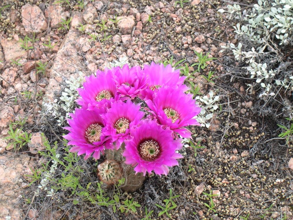 Photo of Lace Cactus (Echinocereus reichenbachii) uploaded by rocklady