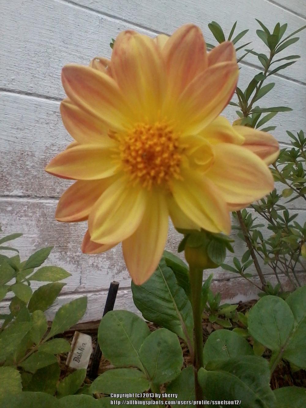 Photo of Dahlia 'Unwins Mix' uploaded by ssnelson12