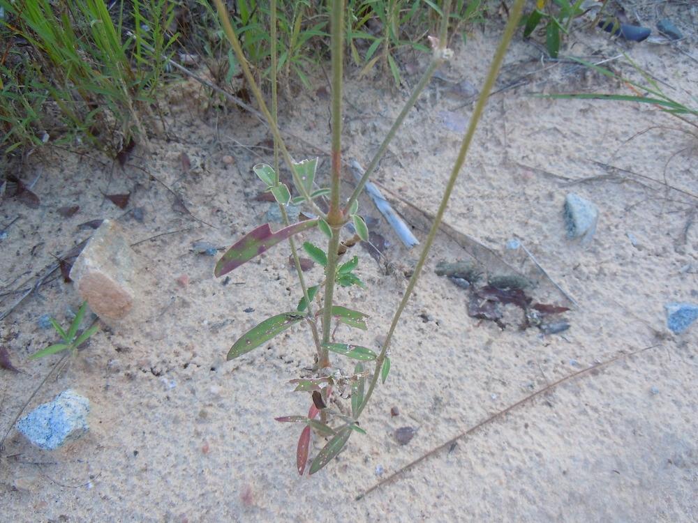 Photo of Snake-cotton (Froelichia floridana) uploaded by stone