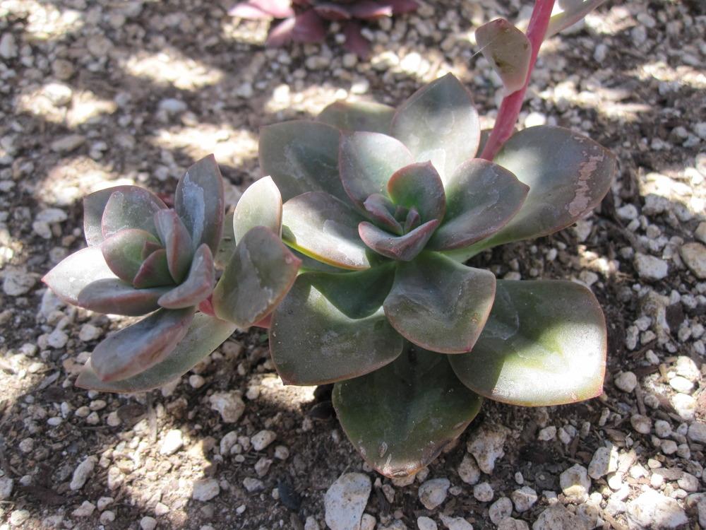 Photo of Echeveria 'Chroma' uploaded by MagerRooRHammer