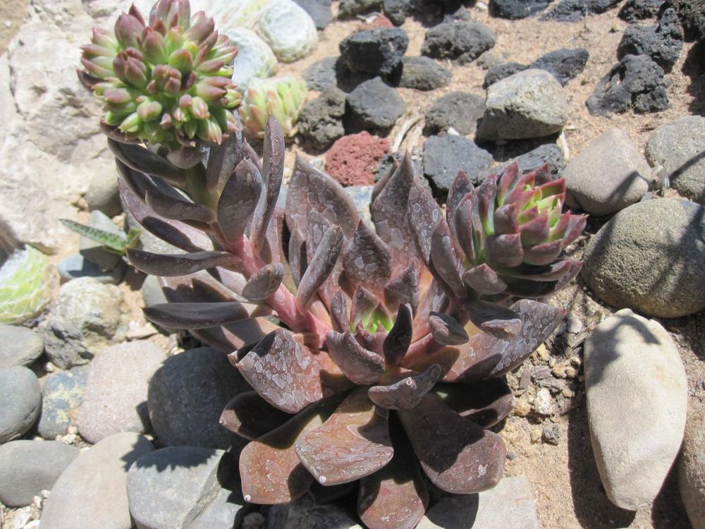 Photo of Echeveria 'Black Prince' uploaded by MagerRooRHammer
