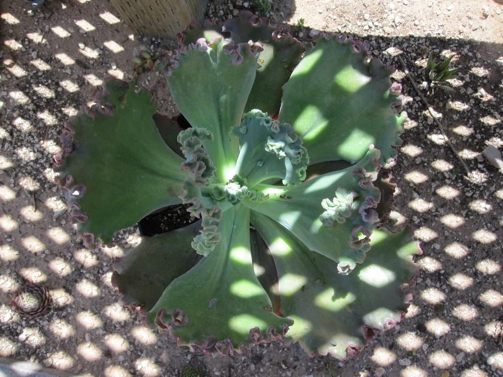 Photo of Echeveria 'Gorgon's Grotto' uploaded by MagerRooRHammer