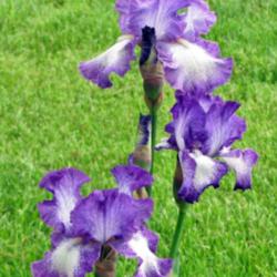 Location: My Gardens
Date: 2011-05-22
A Great Old Iris