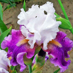 Location: My Gardens
Date: May 28, 2005
An Oldie But Great Iris
