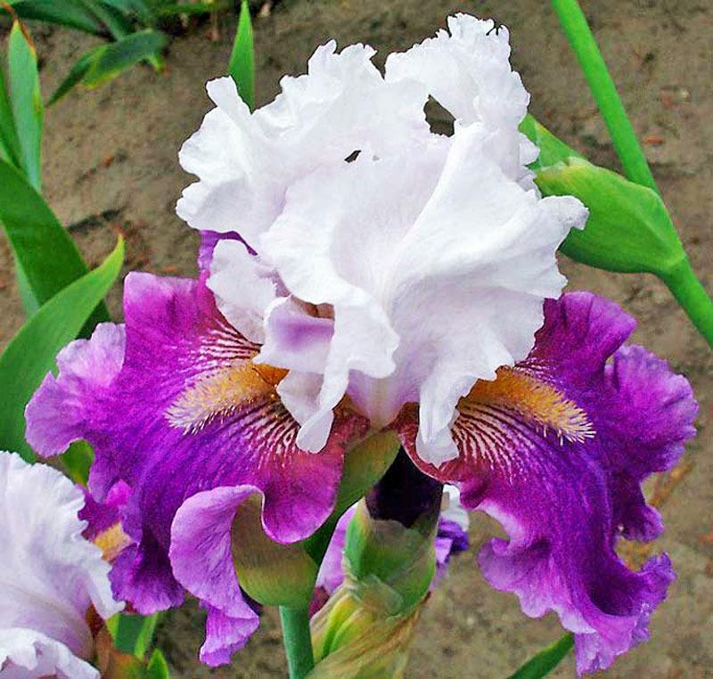 Photo of Tall Bearded Iris (Iris 'World Class') uploaded by TBGDN
