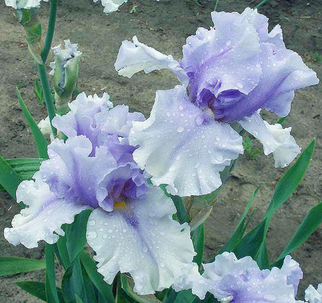 Photo of Tall Bearded Iris (Iris 'Willamette Mist') uploaded by TBGDN