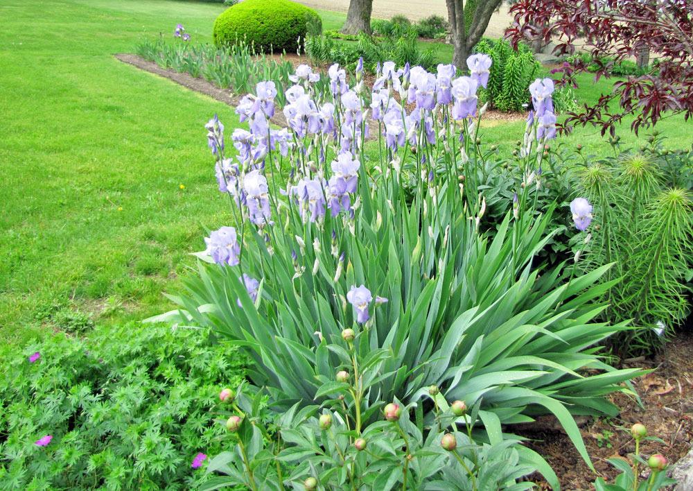 Photo of Tall Bearded Iris (Iris pallida 'Dalmatica') uploaded by TBGDN