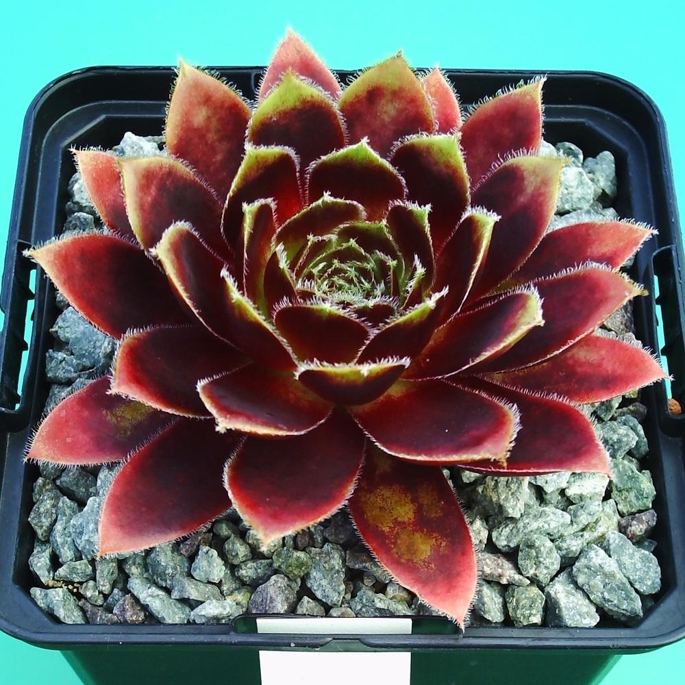 Photo of Hen and Chicks (Sempervivum 'Lucy Liu') uploaded by banker07