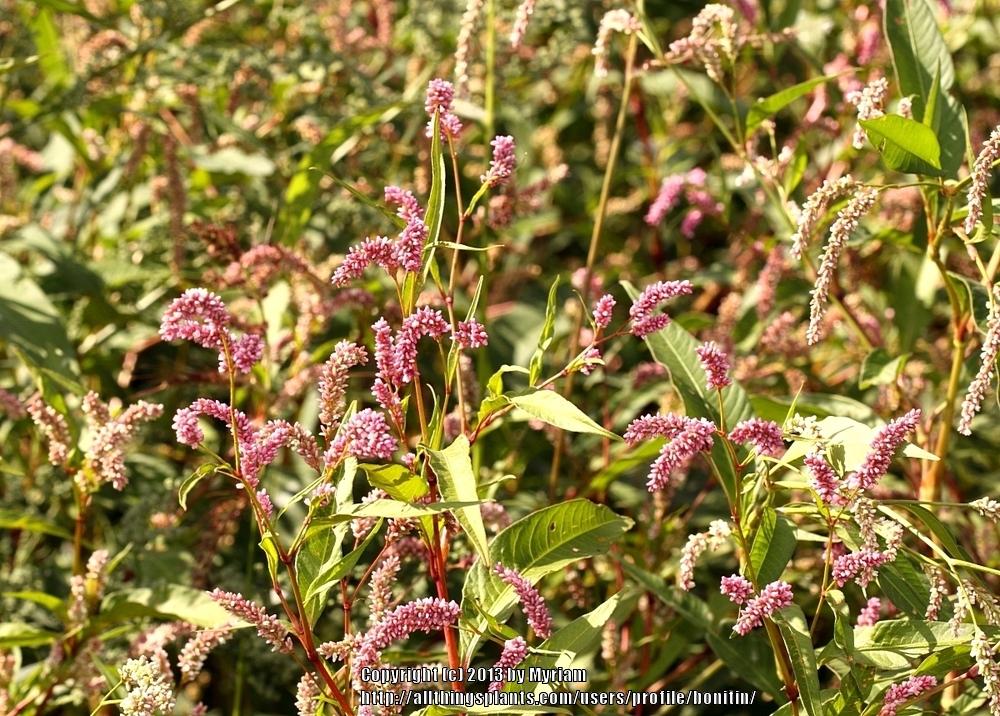 Photo of Curl-Top Smartweed (Persicaria lapathifolia) uploaded by bonitin