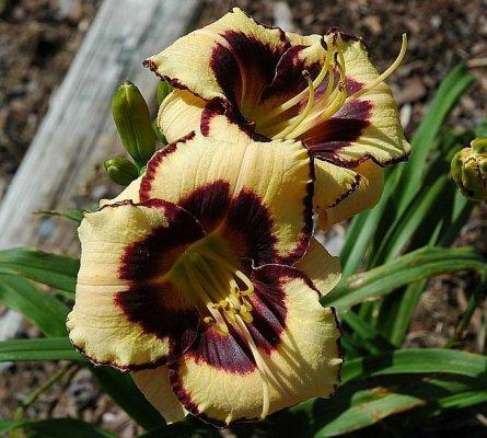 Photo of Daylily (Hemerocallis 'Meant to Be') uploaded by ocalagal