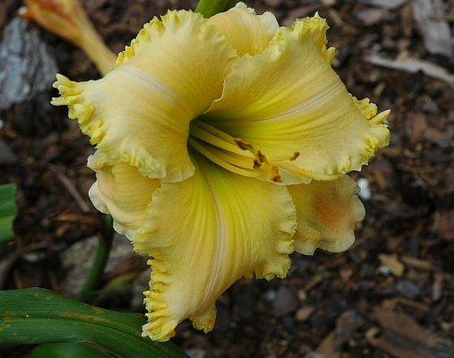 Photo of Daylily (Hemerocallis 'Spacecoast Passion Released') uploaded by ocalagal