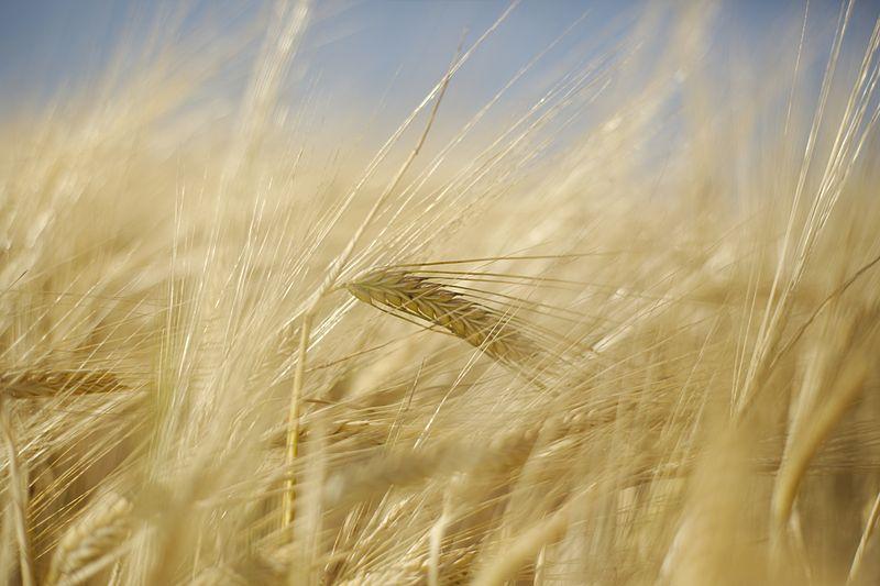 Photo of Common Barley (Hordeum vulgare) uploaded by robertduval14