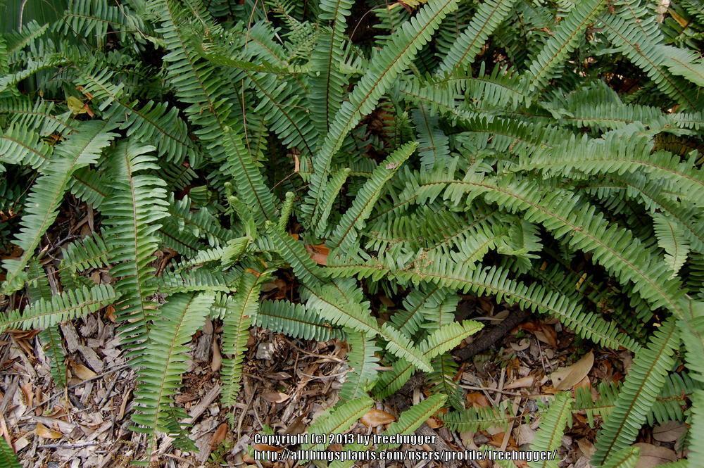 Photo of Southern Sword Fern (Nephrolepis cordifolia) uploaded by treehugger