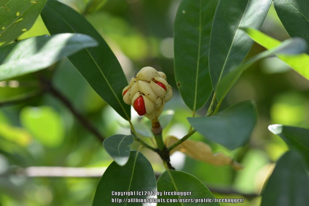 Photo of Sweet Bay Magnolia (Magnolia virginiana) uploaded by treehugger