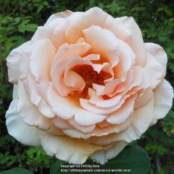 Location: In my Northern California garden
Date: 2013-08-25
