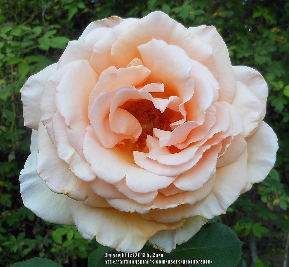 Photo of Rose (Rosa 'Over the Moon') uploaded by zuzu