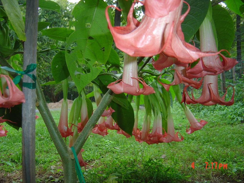 Photo of Angel Trumpet (Brugmansia 'Madame Bovary') uploaded by CoraBarner