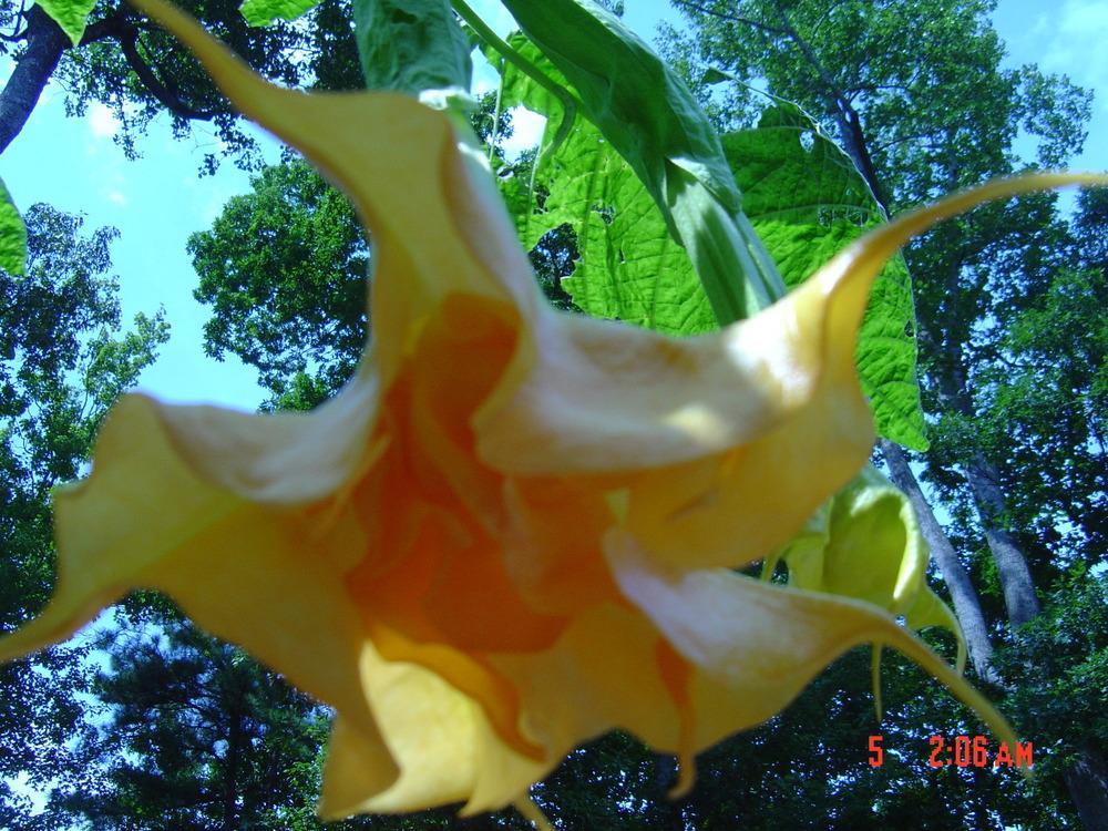 Photo of Angel's Trumpet (Brugmansia 'Langenbuscher Garten') uploaded by CoraBarner