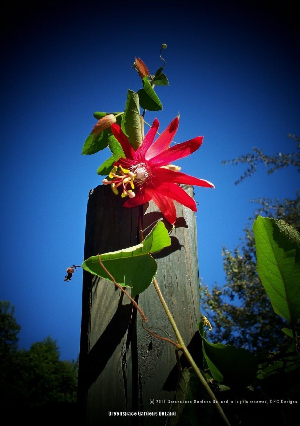 Photo of Red Passion Flower (Passiflora coccinea) uploaded by DavidofDeLand