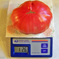 Location: My Gardens
Date: Mid To Late Summer
Same Tomato As Shown On Plate