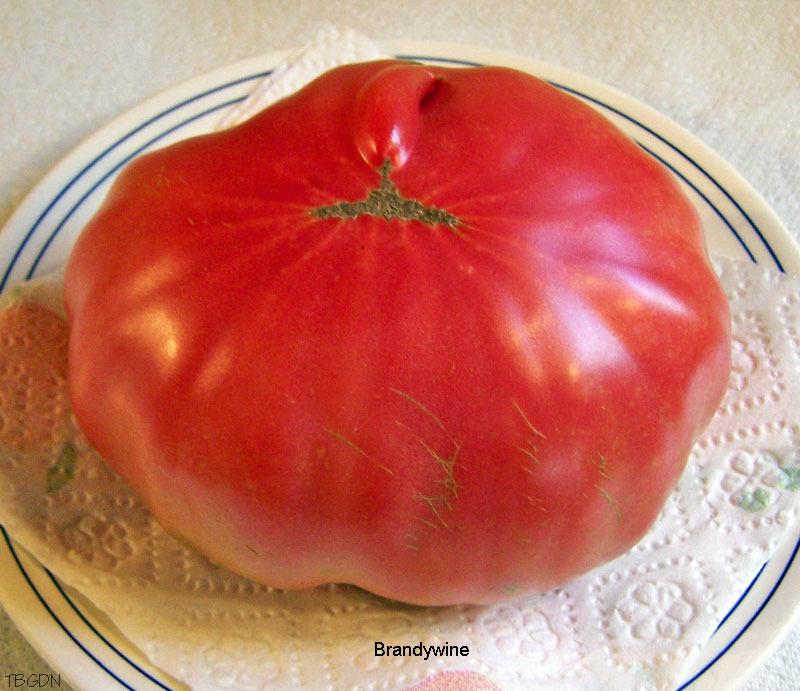 Photo of Tomato (Solanum lycopersicum 'Brandywine, Pink') uploaded by TBGDN