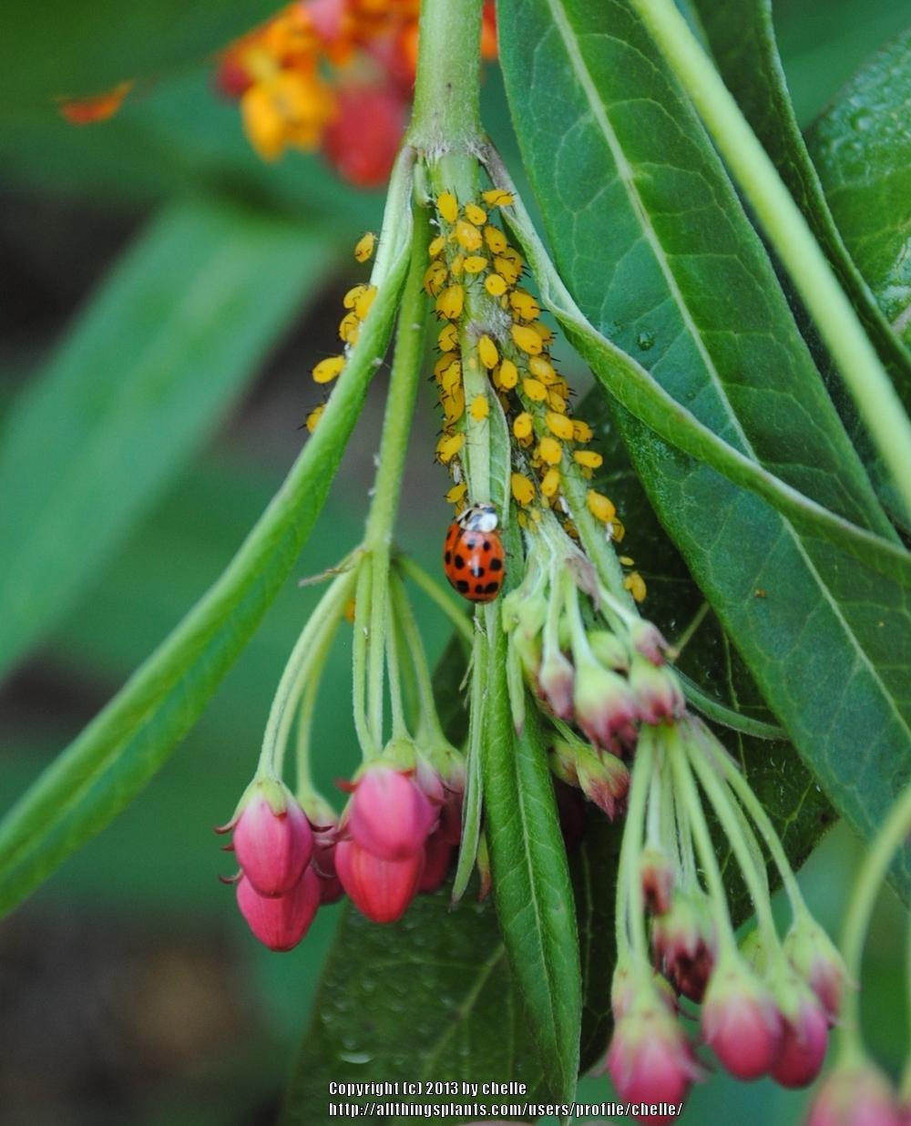 Photo of Tropical Milkweed (Asclepias curassavica) uploaded by chelle