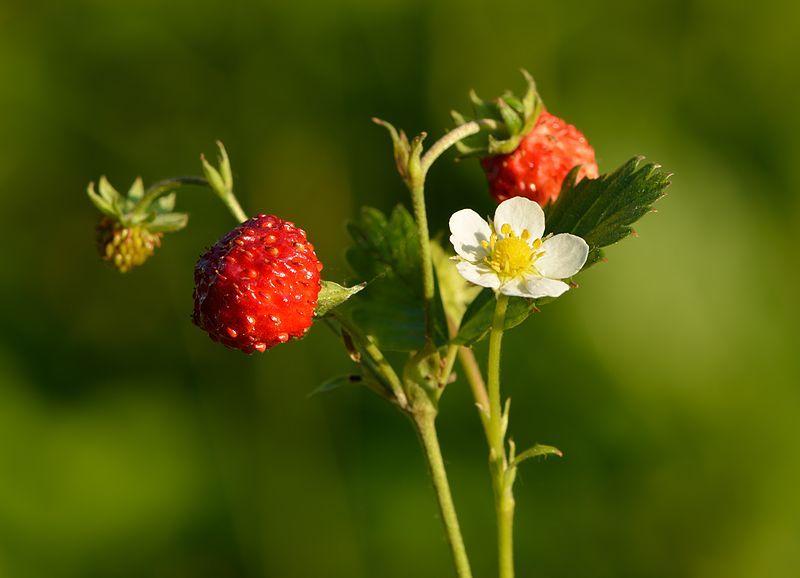 Photo of Alpine Strawberry (Fragaria vesca) uploaded by robertduval14