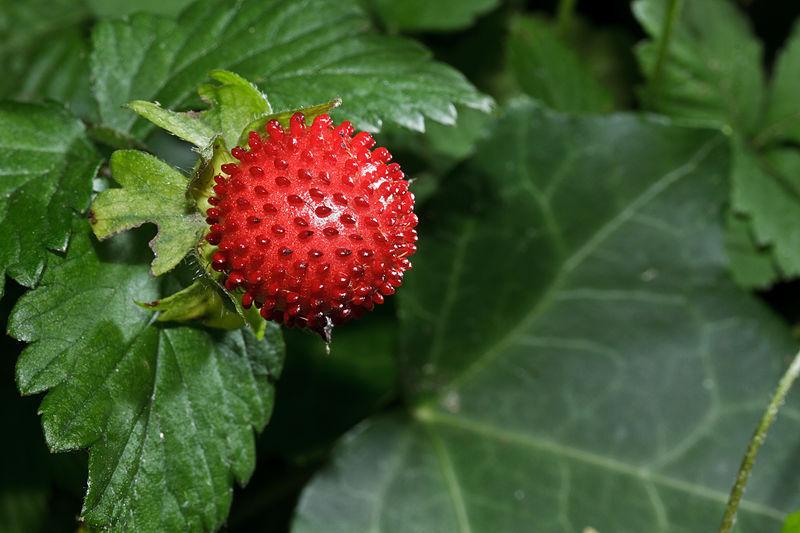 Photo of Mock Strawberry (Potentilla indica) uploaded by robertduval14
